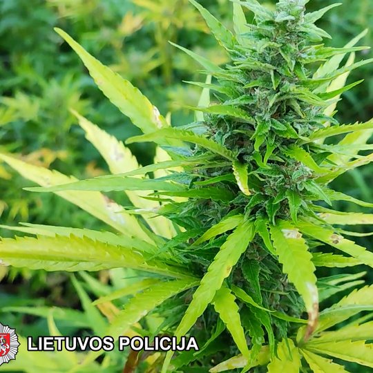 Iliustracija