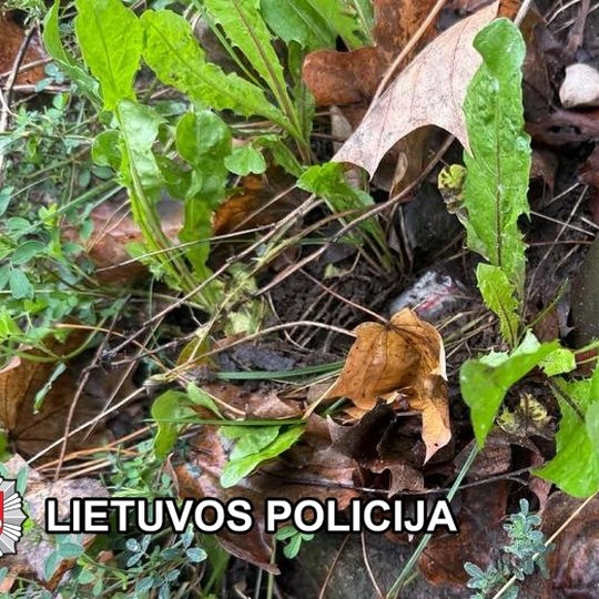 Iliustracija