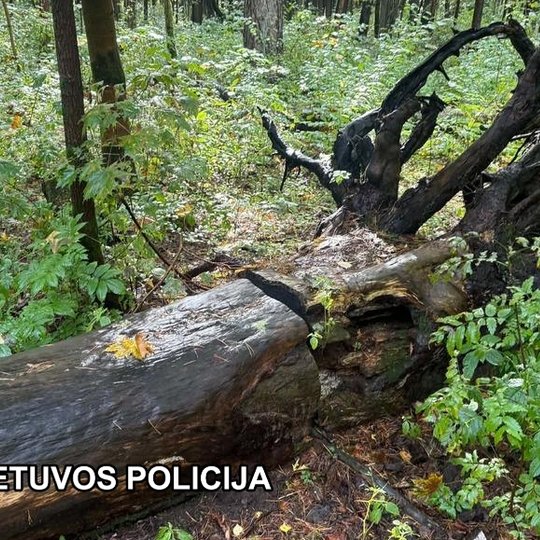 Iliustracija